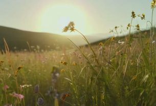 Tips on how to manage hay fever.
